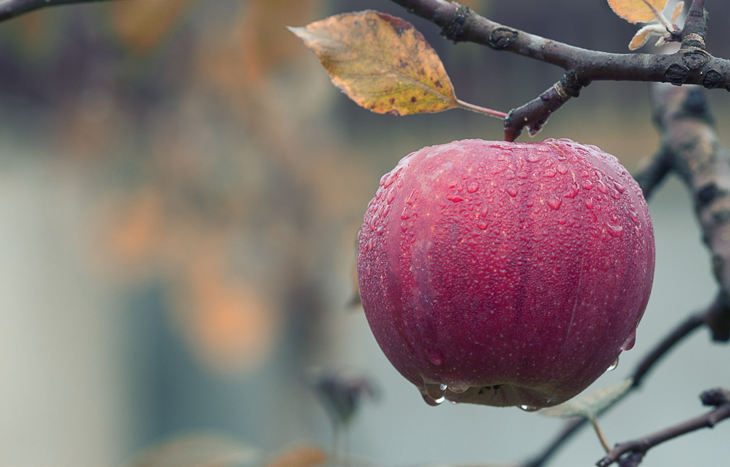 'Close-up of Fruits Hanging on Tree' by Pixabay on Pexels